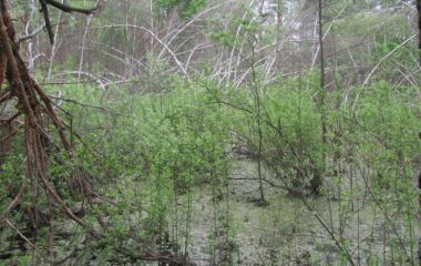 По кабаньим тропам с комариным эскортом. Май 2014