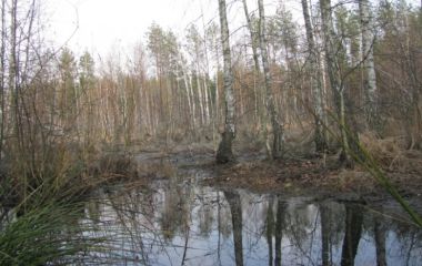 Еловый остров среди лиственного леса. Март 2015