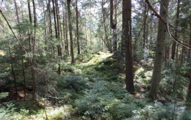 Карпаты. Август 2017. Мишкины каки и ёжик в тумане.