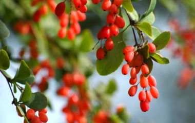 Барбарис обыкновенный