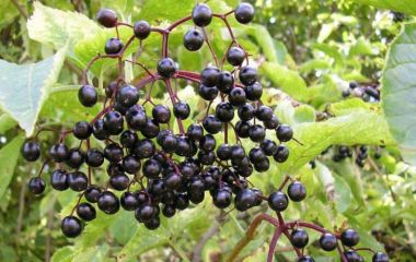 Бузина черная