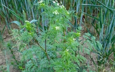 Бутень клубненосный