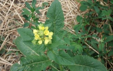 Горчица полевая