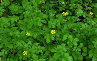 Гравилат Городской