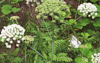 Дягиль (дудник)