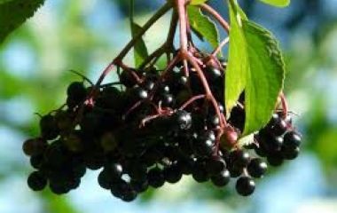 Калина черная