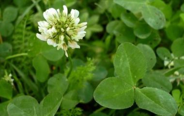 Клевер