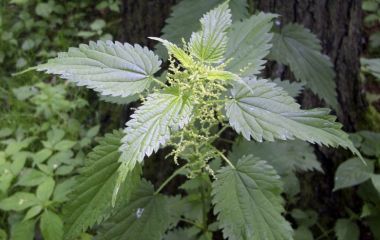 Крапива жгучая