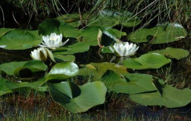 Кувшинка белая (водяная лилия)