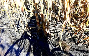 Сорок минут до заката